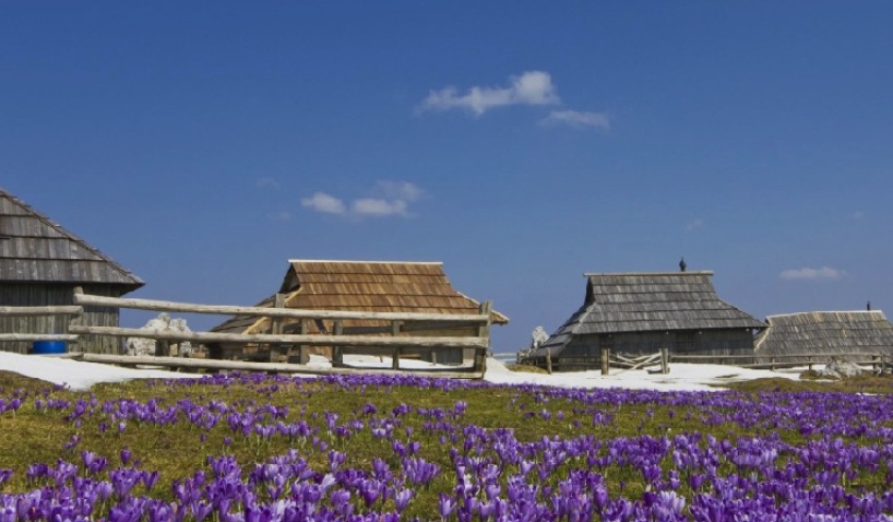 KAshmiri Saffron Kashmirmart.com (1)