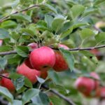 KAshmiri apples Kashmirmart.com