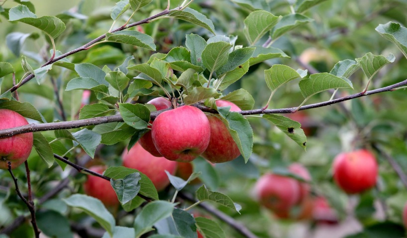 KAshmiri apples Kashmirmart.com