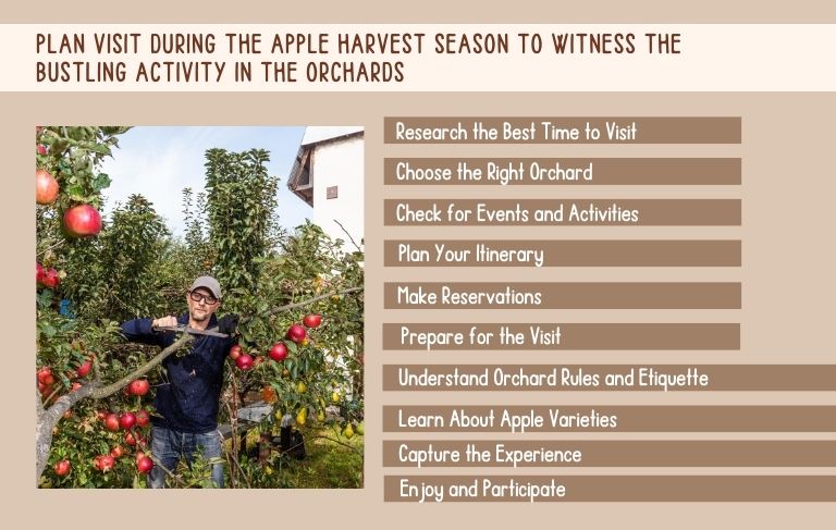 Plan visit during the apple harvest Kashmirmart.com