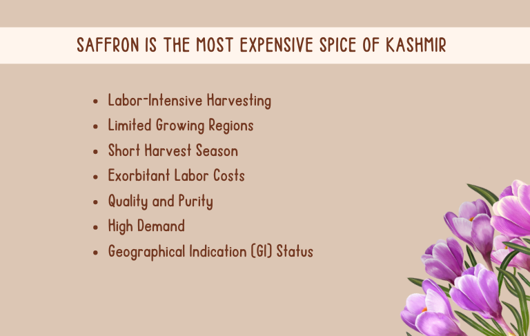 Saffron is the Most Expensive Spice of Kashmir