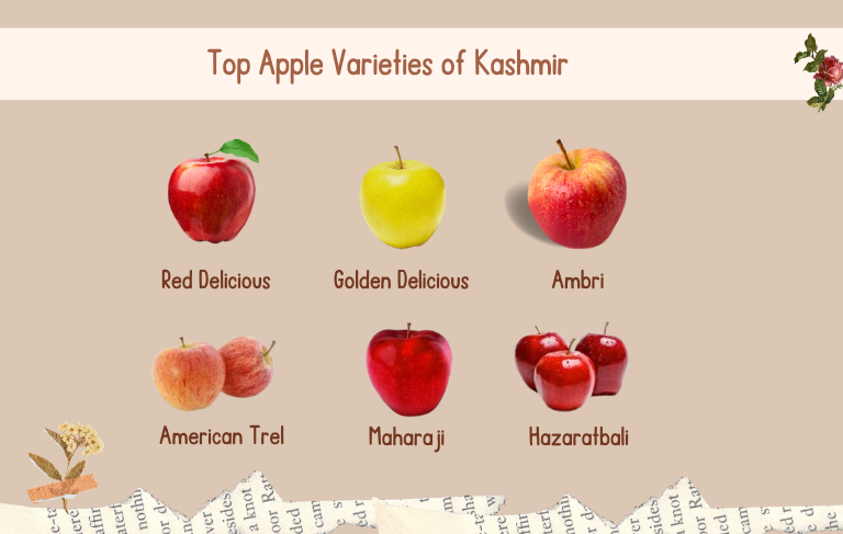 Top Apple Varieties of Kashmir kashmirmart.com