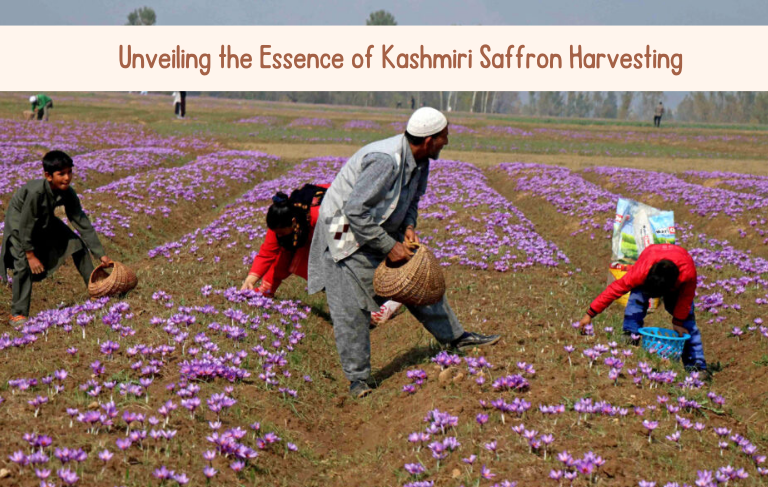 Unveiling the Essence of Kashmiri Saffron Harvesting Kashmirmart.com